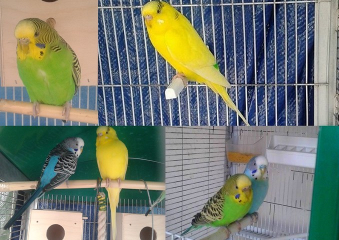 cedo cocorite roma